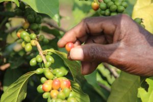 Handgepflückte Kaffeebohnen für beste Bohnenqualität