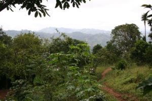 Nachhaltiger Kaffeeanbau: Kaffee aus kontrolliert biologischem Anbau ist gut für die Umwelt